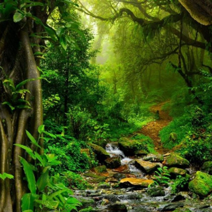 طعمی متفاوت از میوه های استوایی.....